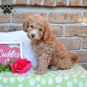 Graham, Miniature Poodle Puppy