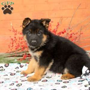 Graham, German Shepherd Puppy