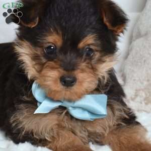 Graham, Yorkie Poo Puppy
