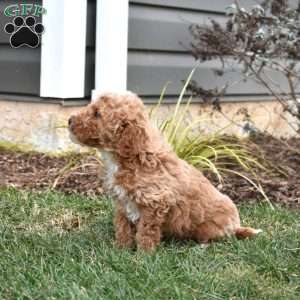 Graham, Mini Goldendoodle Puppy