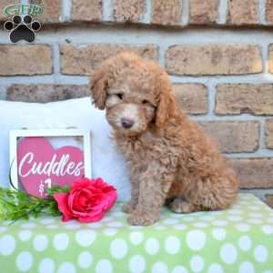 Graham, Miniature Poodle Puppy