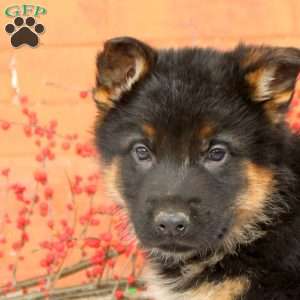 Graham, German Shepherd Puppy