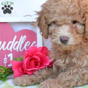 Graham, Miniature Poodle Puppy