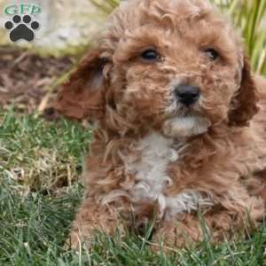 Graham, Mini Goldendoodle Puppy