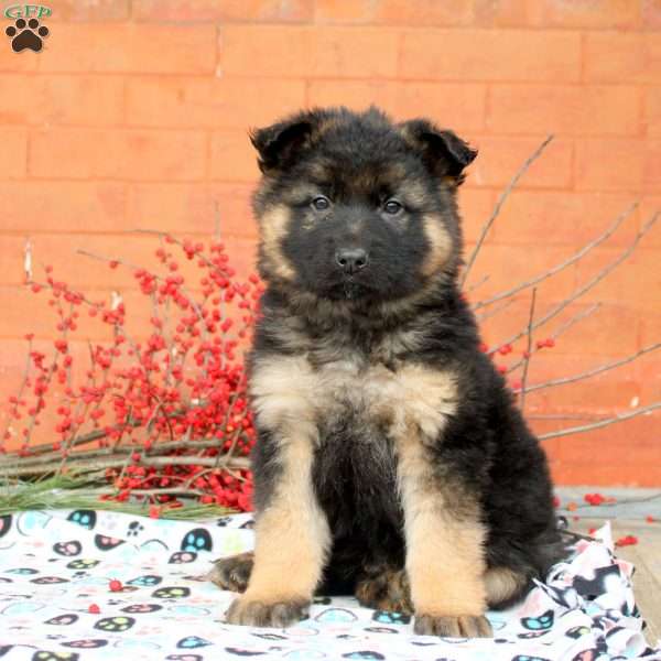 Grant, German Shepherd Puppy