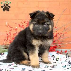 Grant, German Shepherd Puppy