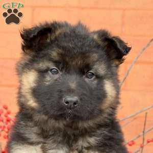 Grant, German Shepherd Puppy