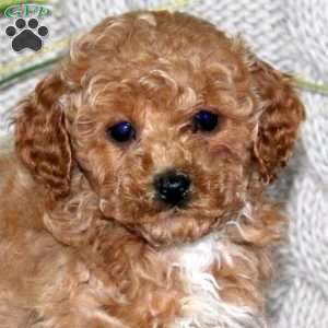 Grant, Cockapoo Puppy