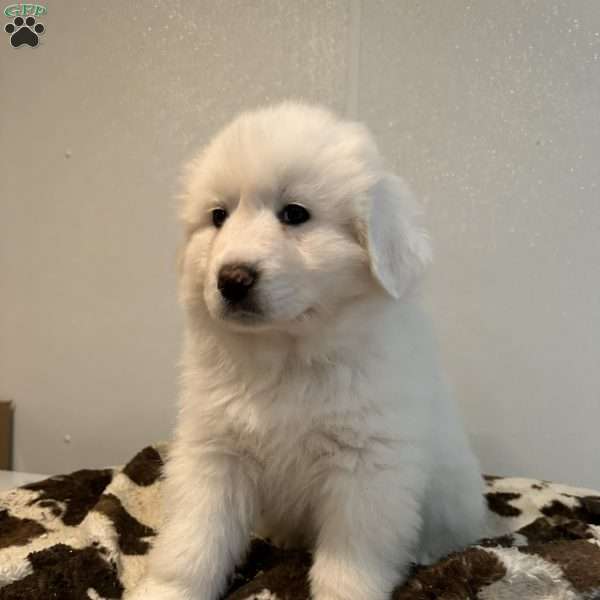Gray, Great Pyrenees Puppy