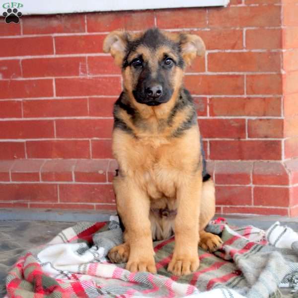 Grayson, German Shepherd Puppy