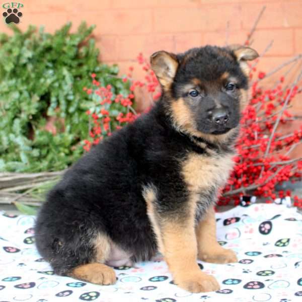 Grayson, German Shepherd Puppy