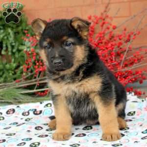 Grayson, German Shepherd Puppy