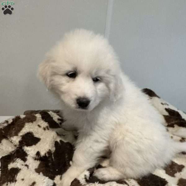 Green, Great Pyrenees Puppy