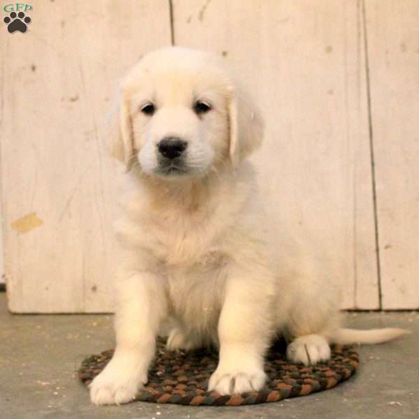 Gregory, English Cream Golden Retriever Puppy