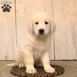 Gregory, English Cream Golden Retriever Puppy