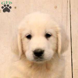 Gregory, English Cream Golden Retriever Puppy