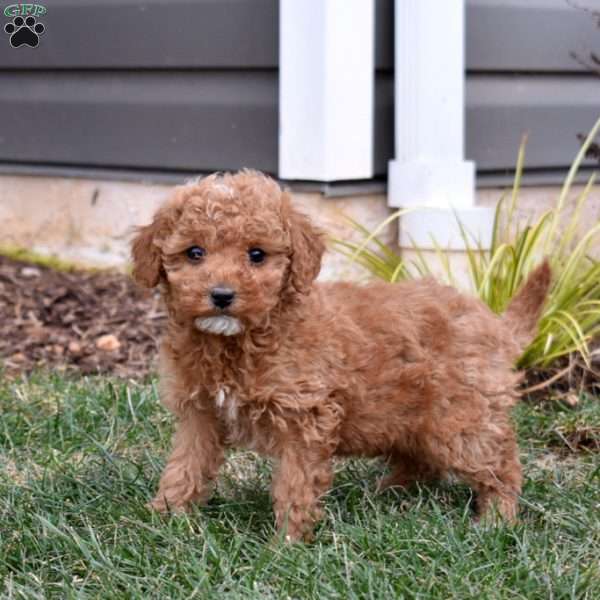 Greta, Mini Goldendoodle Puppy
