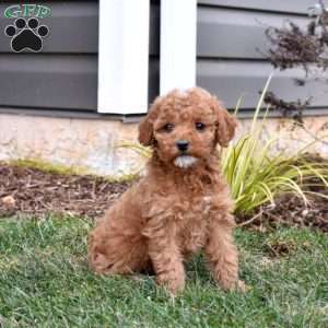 Greta, Mini Goldendoodle Puppy