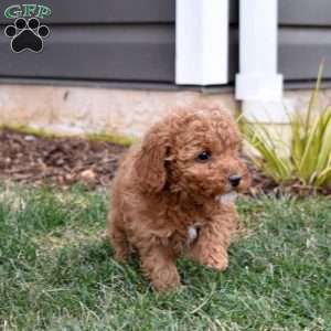 Greta, Mini Goldendoodle Puppy