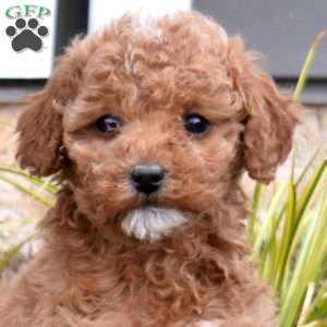 Greta, Mini Goldendoodle Puppy