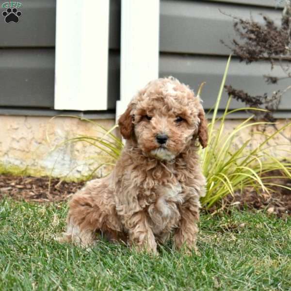 Griffin, Mini Goldendoodle Puppy