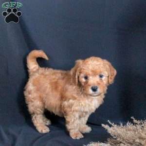 Griffin, Mini Goldendoodle Puppy
