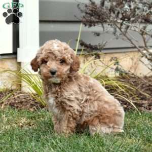 Griffin, Mini Goldendoodle Puppy
