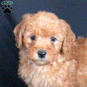 Griffin, Mini Goldendoodle Puppy