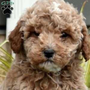 Griffin, Mini Goldendoodle Puppy