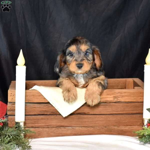 Grits, Cavapoo Puppy
