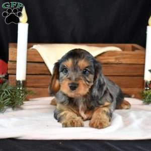 Grits, Cavapoo Puppy