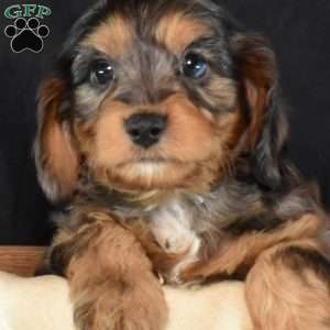 Grits, Cavapoo Puppy