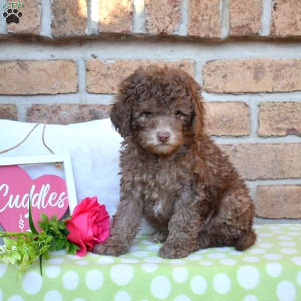 Grizzly, Miniature Poodle Puppy
