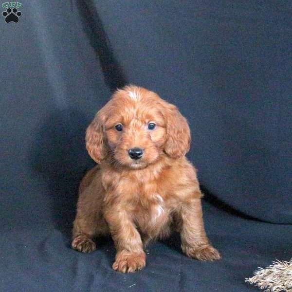 Grizzly, Mini Goldendoodle Puppy