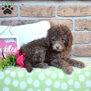 Grizzly, Miniature Poodle Puppy