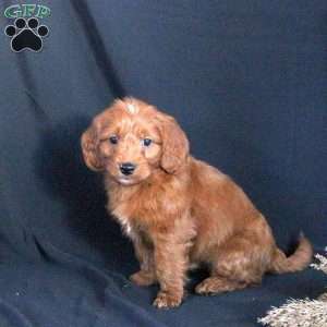 Grizzly, Mini Goldendoodle Puppy