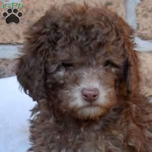 Grizzly, Miniature Poodle Puppy