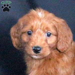 Grizzly, Mini Goldendoodle Puppy