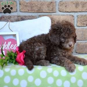 Grizzly, Miniature Poodle Puppy