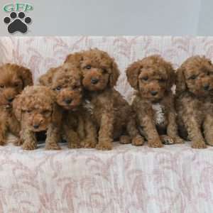 Jerry, Cockapoo Puppy