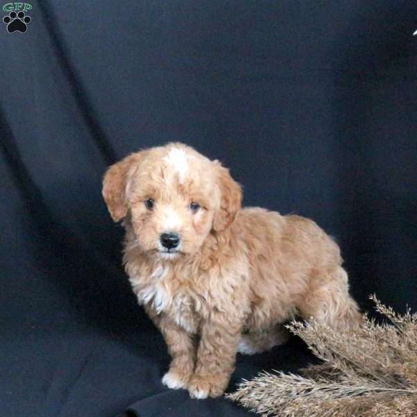 Gus, Mini Goldendoodle Puppy