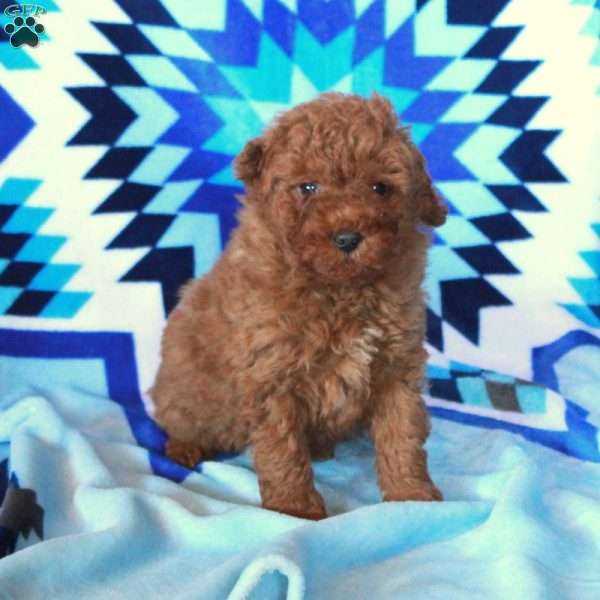 Gus, Miniature Poodle Puppy