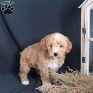 Gus, Mini Goldendoodle Puppy