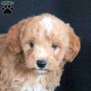 Gus, Mini Goldendoodle Puppy