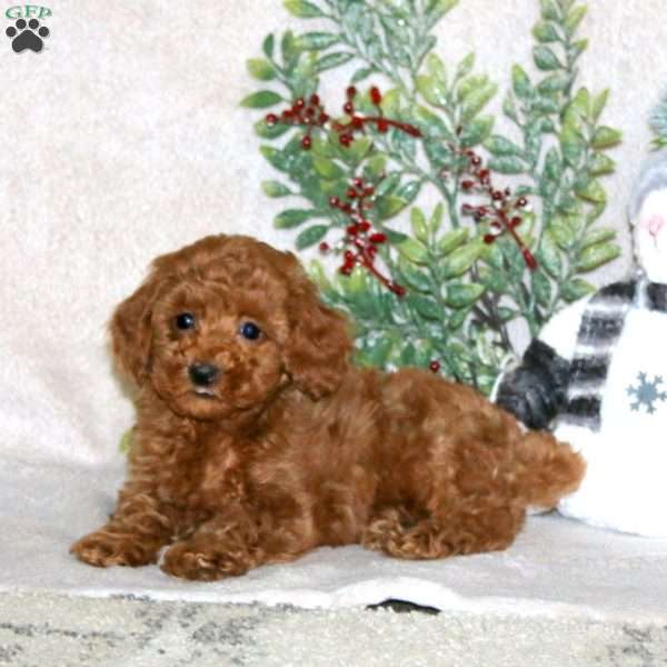 Gus, Miniature Poodle Puppy