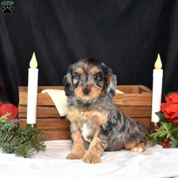 Gypsy, Cavapoo Puppy