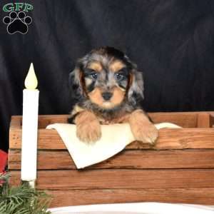 Gypsy, Cavapoo Puppy