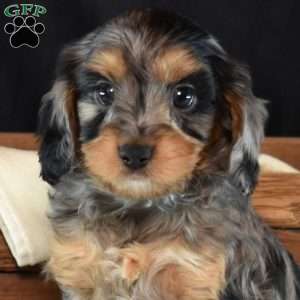 Gypsy, Cavapoo Puppy
