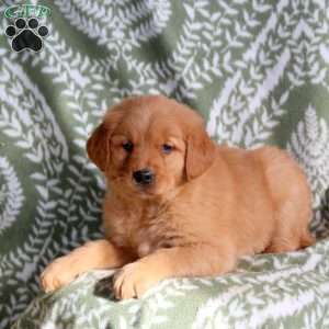 Hilary, Golden Retriever Puppy