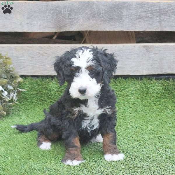 Hachi, Mini Bernedoodle Puppy